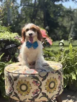 Denim, a male Cavapoo for sale in Mayfield, KY – 1 of 10