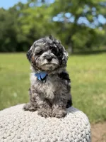 Trooper, a male Miniature Goldendoodle for sale in Mayfield, KY – 3 of 10