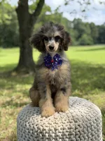 AKC Hunter, a male Poodle - Miniature  for sale in Mayfield, KY – 9 of 10