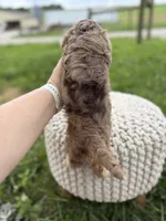 Hudson, a male Cavapoo for sale in Mayfield, KY – 10 of 10