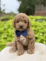 Pete, a male Miniature Goldendoodle for sale in Mayfield, KY – 10 of 10