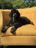 AKC Winston , a male Poodle - Multi-Colored Standard for sale in Mayfield, KY – 3 of 10