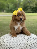 Allison, a female Miniature Goldendoodle for sale in Mayfield, KY – 4 of 10