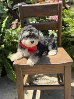 F1B Tucker, a male Maltipoo for sale in Mayfield, KY – 8 of 10