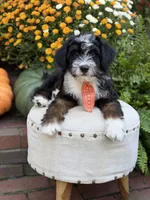 F1 Vance, a male Bernedoodle for sale in Mayfield, KY – 8 of 10