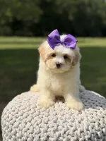 Lori, a female Maltipoo for sale in Mayfield, KY – 2 of 9