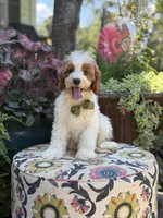 F1B Landon, a male Cavapoo for sale in Mayfield, KY – 6 of 10