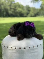 F1 Ashlyn, a female Cavapoo for sale in Mayfield, KY – 2 of 10