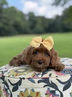 F1B Lillian, a female Cavapoo for sale in Mayfield, KY – 8 of 10