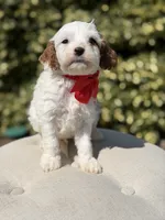 Dash , a male Cavapoo for sale in Mayfield, KY – 5 of 7