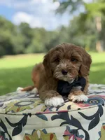 F1B Liam, a male Cavapoo for sale in Mayfield, KY – 3 of 10