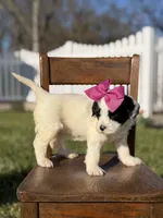 F1B Gina, a female Bernedoodle for sale in Mayfield, KY – Photo 3 of 4