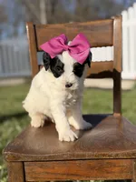 F1B Gina, a female Bernedoodle for sale in Mayfield, KY – Photo 4 of 4