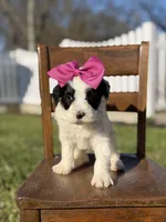 F1B Gina, a female Bernedoodle for sale in Mayfield, KY – Photo 2 of 4