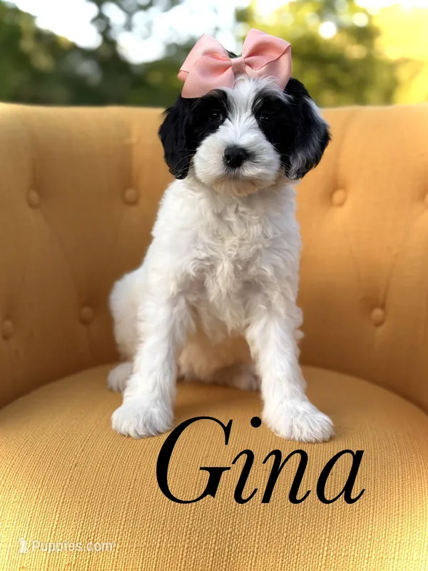 F1B Gina – Bernedoodle puppy for sale in Mayfield, KY