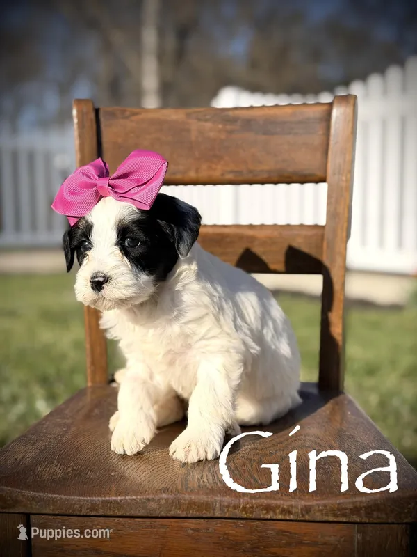 F1B Gina – Bernedoodle puppy for sale in Mayfield, KY