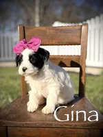F1B Gina, a female Bernedoodle for sale in Mayfield, KY – Photo 1 of 4