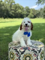 Dash , a male Cavapoo for sale in Mayfield, KY – 5 of 5