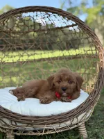 Baxter, a male Miniature Goldendoodle for sale in Mayfield, KY – 3 of 10