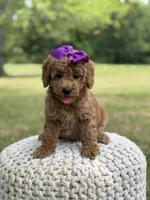 Blanche, a female Miniature Goldendoodle for sale in Mayfield, KY – 2 of 10