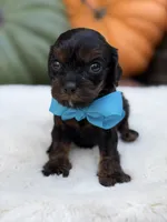 Blue bow, a male Cavapoo for sale in Mayfield, KY – 9 of 10