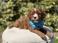 Duke, a male Cavapoo for sale in Mayfield, KY – 4 of 10