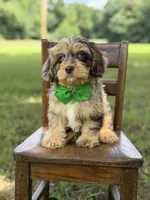 F1 Trace, a male Cavapoo for sale in Mayfield, KY – 3 of 10