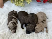 Chocolate M, a male Havapoo for sale in Mayfield, KY – 3 of 3