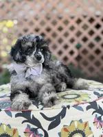 AKC Portet, a male Poodle - Toy  for sale in Mayfield, KY – 7 of 10