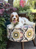 F1B Landon, a male Cavapoo for sale in Mayfield, KY – 3 of 10