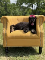 Cassie, a female Bernedoodle for sale in Mayfield, KY – 9 of 9