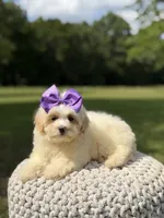 Lori, a female Maltipoo for sale in Mayfield, KY – 9 of 9