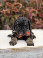 Hank, a male Miniature Bernedoodle for sale in Mayfield, KY – 3 of 9
