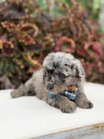 Hollis , a male Miniature Bernedoodle for sale in Mayfield, KY – 9 of 10