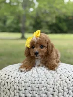 Allison, a female Miniature Goldendoodle for sale in Mayfield, KY – 8 of 10