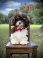 F1B Titan, a male Cavapoo for sale in Mayfield, KY – 8 of 10