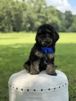 Leo, a male Cavapoo for sale in Mayfield, KY – 7 of 10