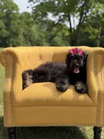 Cassie, a female Bernedoodle for sale in Mayfield, KY – 2 of 9