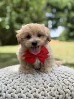 Iggy, a male Maltipoo for sale in Mayfield, KY – 5 of 10