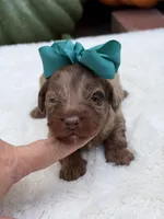 Teal bow, a female Miniature Bernedoodle for sale in Mayfield, KY – 5 of 7