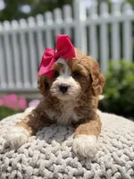 F1 Jewel, a female Cavapoo for sale in Mayfield, KY – 5 of 6