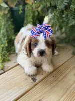 F1 Chloe, a male Cavapoo for sale in Mayfield, KY – 6 of 7