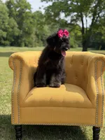 Cassie, a female Bernedoodle for sale in Mayfield, KY – 7 of 9