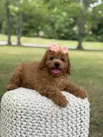 Amber , a female Miniature Goldendoodle for sale in Mayfield, KY – 6 of 10