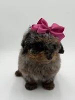 Valentina, a female Miniature Bernedoodle for sale in Mayfield, KY – Photo 4 of 10