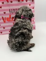 Valentina, a female Miniature Bernedoodle for sale in Mayfield, KY – Photo 9 of 10