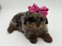 Valentina, a female Miniature Bernedoodle for sale in Mayfield, KY – Photo 7 of 10