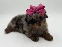 Valentina, a female Miniature Bernedoodle for sale in Mayfield, KY – Photo 9 of 10