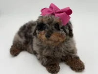 Valentina, a female Miniature Bernedoodle for sale in Mayfield, KY – Photo 5 of 10