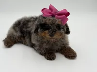 Valentina, a female Miniature Bernedoodle for sale in Mayfield, KY – Photo 6 of 10